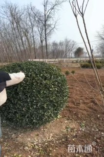 冠幅1.5厘米大叶黄杨球