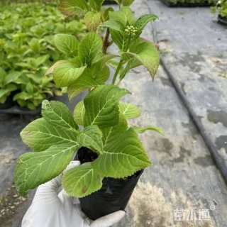 高度40厘米绣线菊