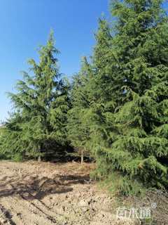高度1300厘米雪松
