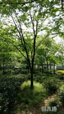 20公分榉树