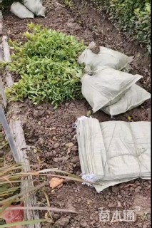 高度30厘米地中海荚蒾