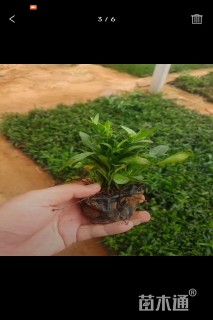 高度10厘米荷兰菊