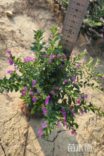 高度20厘米雪茄花