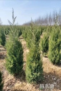 高度80厘米蜀桧