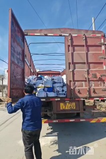 高度20厘米白三叶