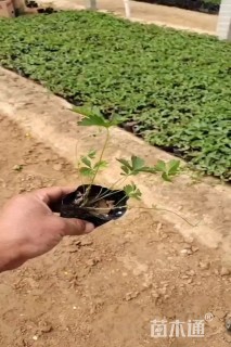 高度12厘米三叶委陵菜