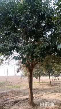 20公分大叶女贞