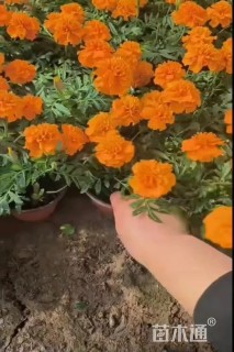 高度18厘米孔雀草