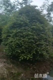 14公分桂花