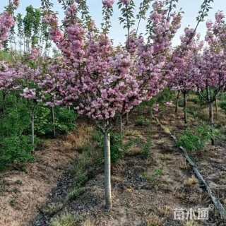 12公分东京樱花