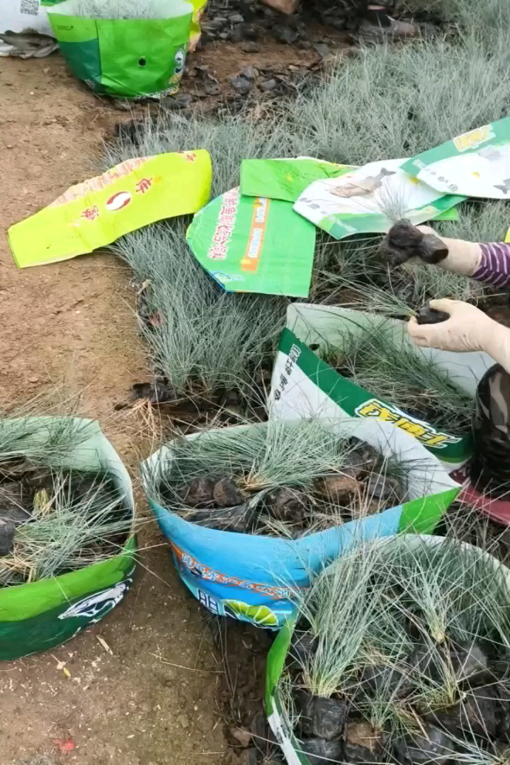容器苗蓝羊茅