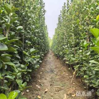 高度250厘米北海道黄杨