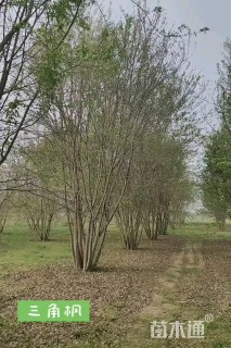 高度800厘米丛生三角枫