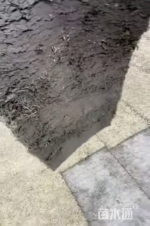 草卷状四季青草坪
