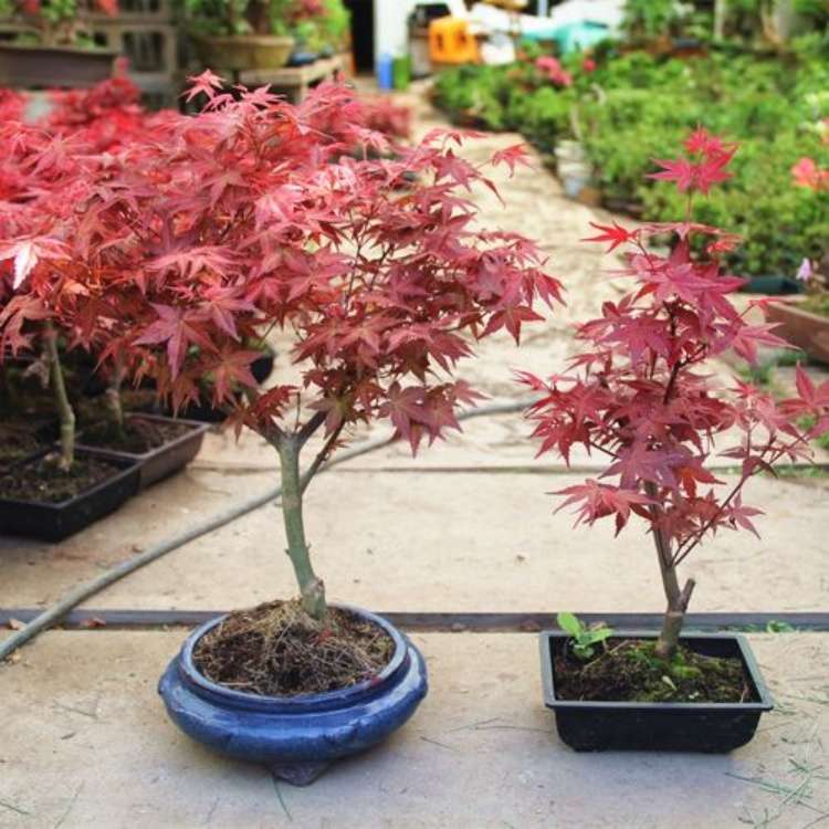 20公分日本红枫-红舞姬