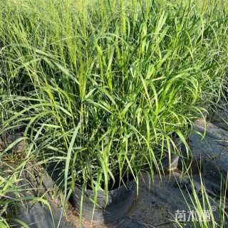 高度60厘米柳枝稷