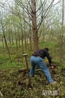 15公分落羽杉