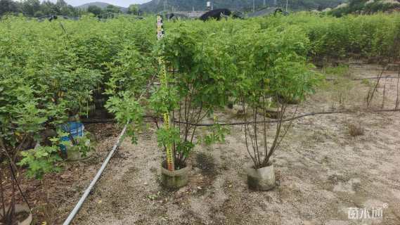 高度100厘米双荚槐