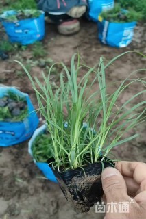 高度10厘米青绿苔草