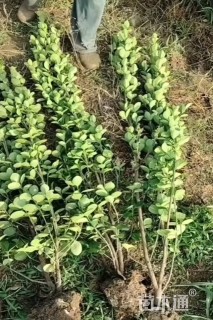 高度200厘米北海道黄杨