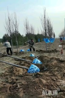 12公分彩叶豆梨