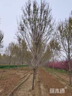 18公分美国红枫