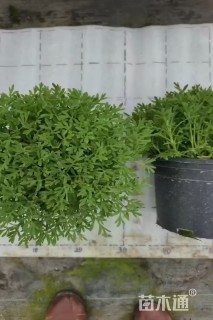 高度15厘米芙蓉菊