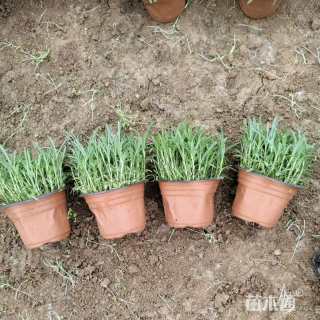 高度10厘米地被石竹