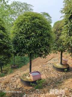 12公分桂花