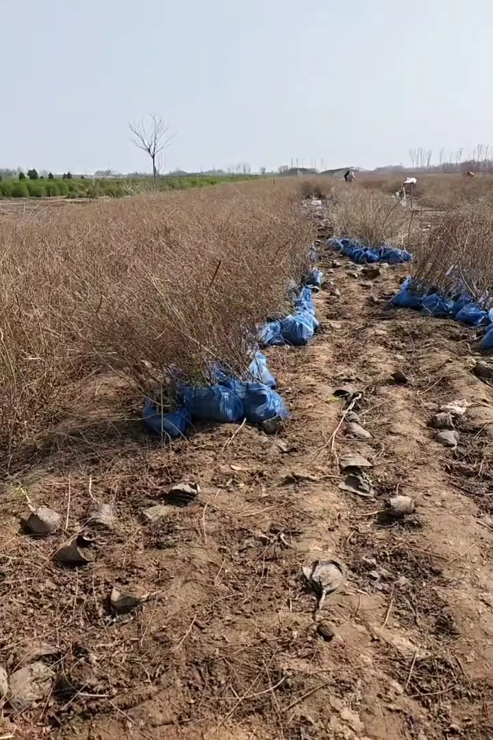 高度1厘米密枝红叶李