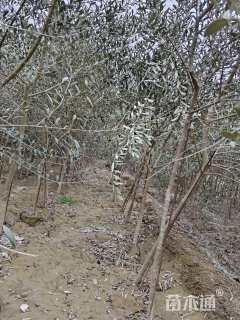 1.5公分油橄榄