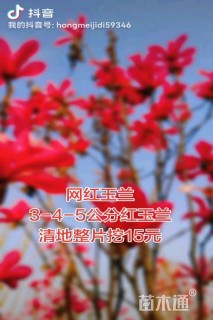 3公分红火箭紫薇