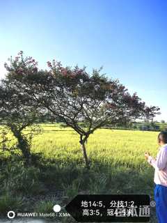 10公分小叶紫薇