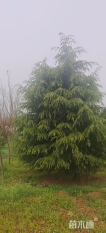 高度400厘米雪松