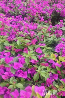 高度30厘米三角梅