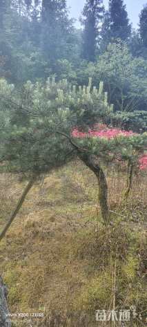 高度250厘米黑松