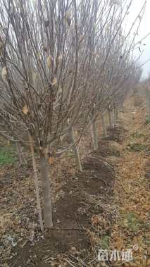 高度150厘米木槿