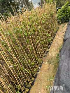 100厘米爬山虎