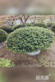 冠幅120厘米龟甲冬青球