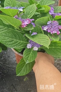 高度30厘米绣球