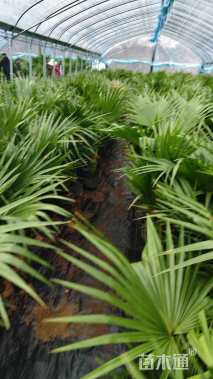 裸干高20厘米蒲葵