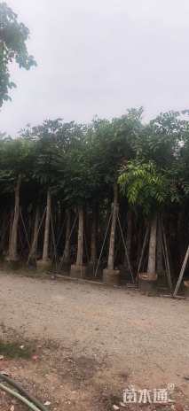 8公分桃花心木