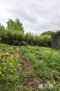 6公分紫叶李