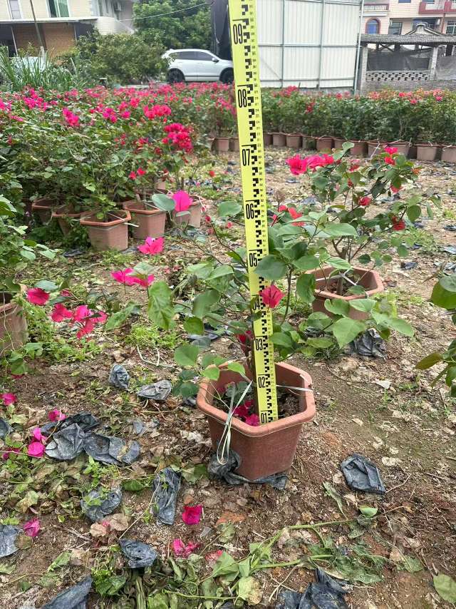 高度60厘米三角梅