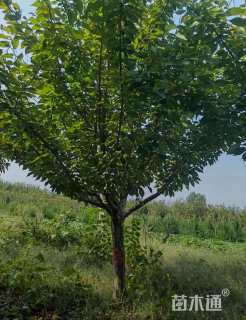 15公分日本晚樱