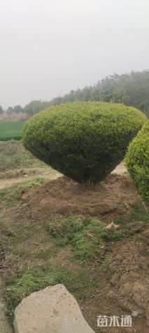 高度160厘米雀舌黄杨