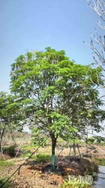 15公分紫花风铃木