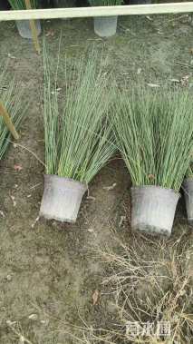 高度40厘米灯心草