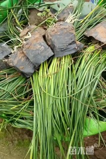 高度20厘米白花葱兰