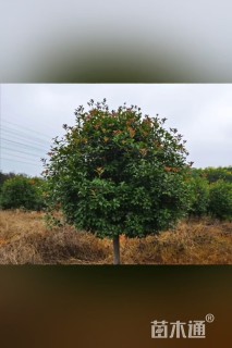 4公分红叶石楠
